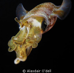 Squid by Alasdair O'dell 
